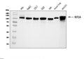 Anti-KIF2A Antibody Picoband®