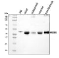 Anti-MEK5/MAP2K5 Antibody Picoband®