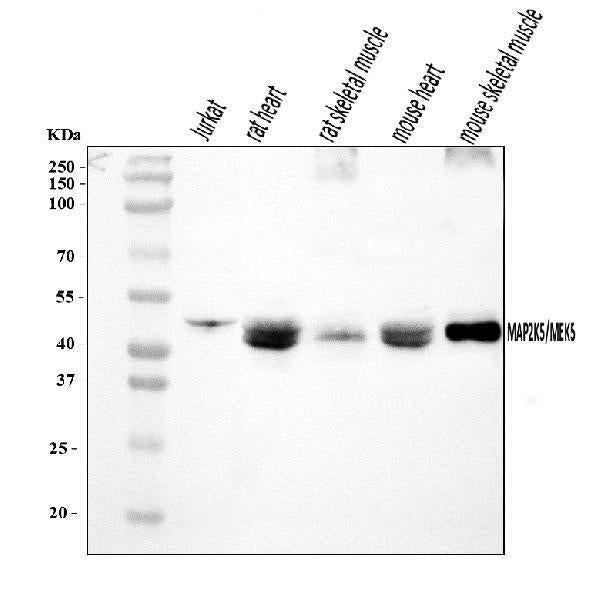 Anti-MEK5/MAP2K5 Antibody Picoband®