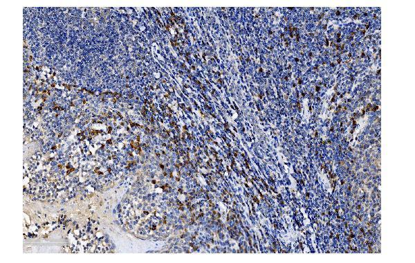 Anti-SLAM/CD150/SLAMF1 Antibody