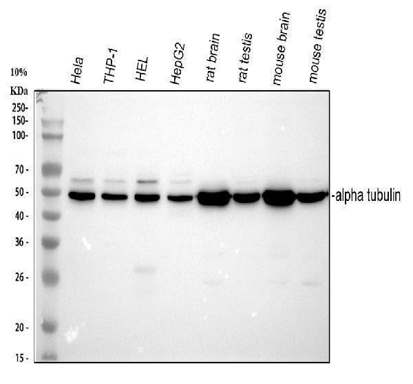 Anti-Tubulin alpha Antibody Picoband®