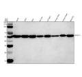 Anti-Alpha Tubulin/TUBA1C Antibody Picoband®
