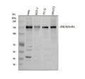 Anti-Anillin/ANLN Antibody Picoband®