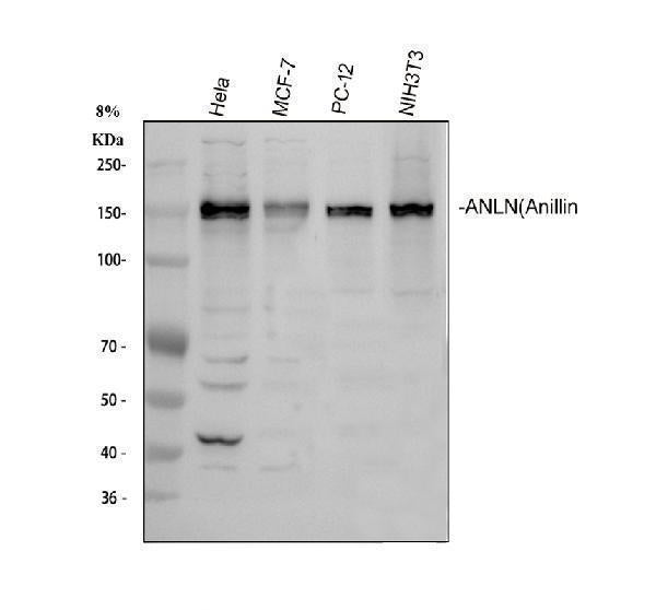 Anti-Anillin/ANLN Antibody Picoband®