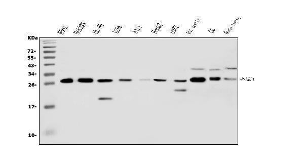 Anti-RanBP1 Antibody Picoband®