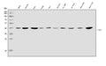 Anti-SOX18 Antibody Picoband®
