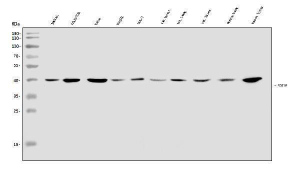 Anti-SOX18 Antibody Picoband®