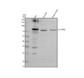 Anti-ZIP8/SLC39A8 Antibody Picoband®