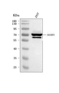 Anti-3BP2/SH3BP2 Antibody Picoband®