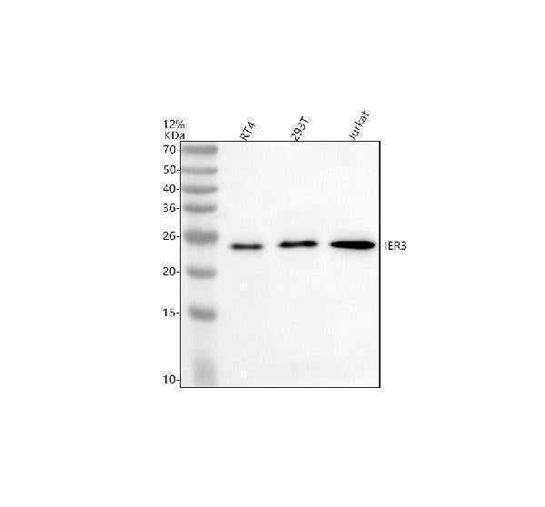 Anti-IER3 Antibody Picoband®