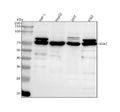 Anti-GGA2 Antibody Picoband®