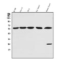 Anti-SRP1/KPNA1 Antibody Picoband®