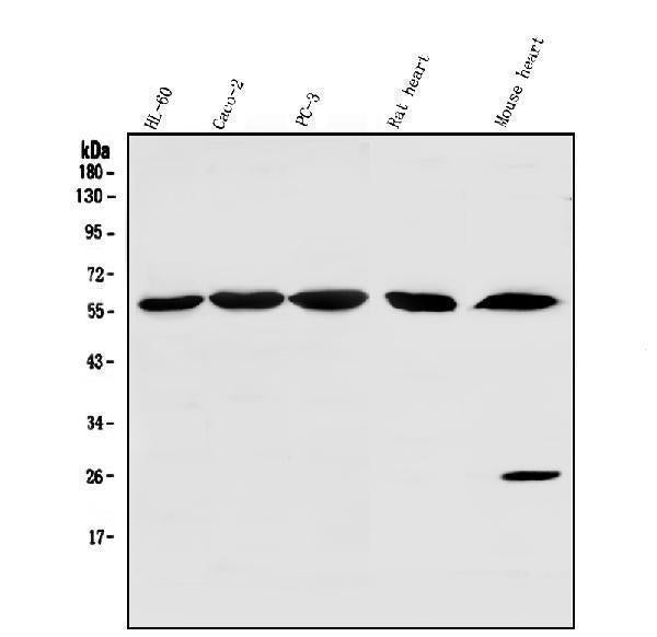 Anti-SRP1/KPNA1 Antibody Picoband®