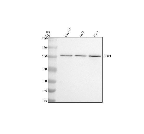Anti-BOP1 Antibody Picoband®