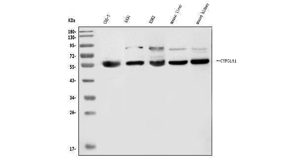 Anti-CYP51A1/CYP51 Antibody Picoband®