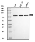 Anti-BRD3 Antibody Picoband®