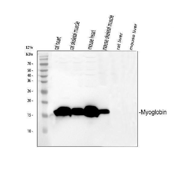Anti-Myoglobin/MB Antibody Picoband®
