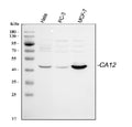 Anti-CA12 Antibody Picoband®