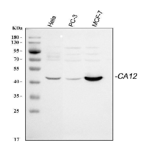 Anti-CA12 Antibody Picoband®
