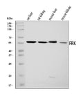 Anti-FRK Antibody Picoband®