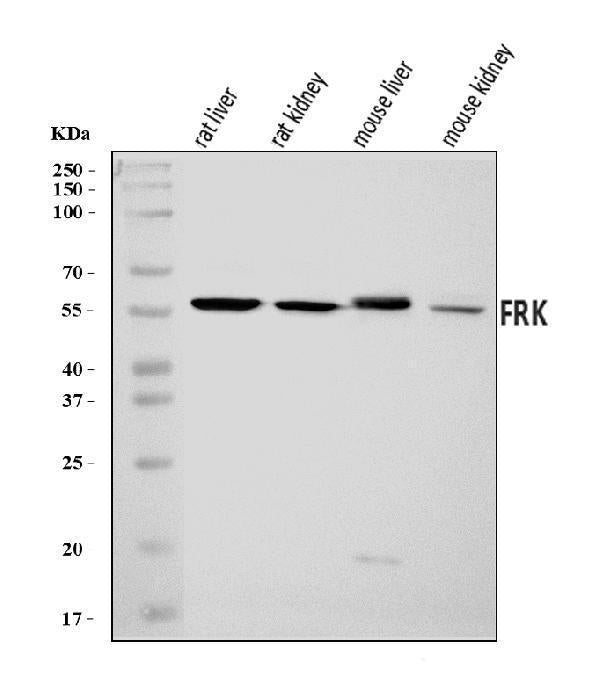 Anti-FRK Antibody Picoband®