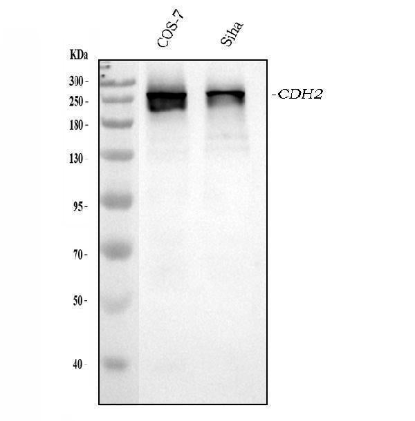 Anti-CHD2 Antibody Picoband®
