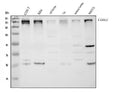 Anti-CHD2 Antibody Picoband®
