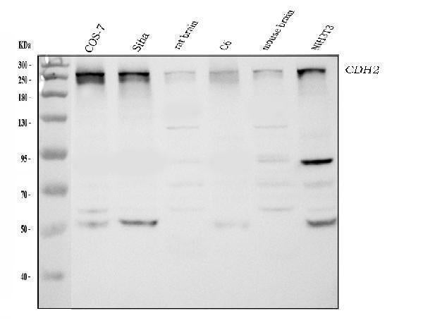 Anti-CHD2 Antibody Picoband®