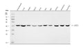 Anti-Aspartate Aminotransferase/GOT1 Antibody Picoband®