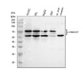 Anti-FBXO7 Antibody Picoband®