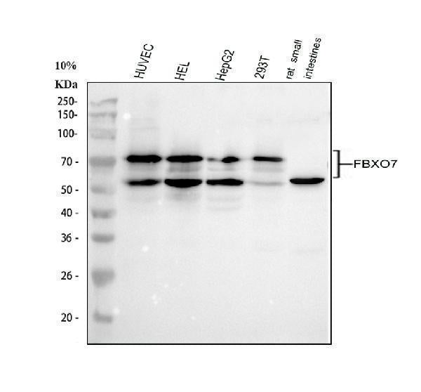 Anti-FBXO7 Antibody Picoband®