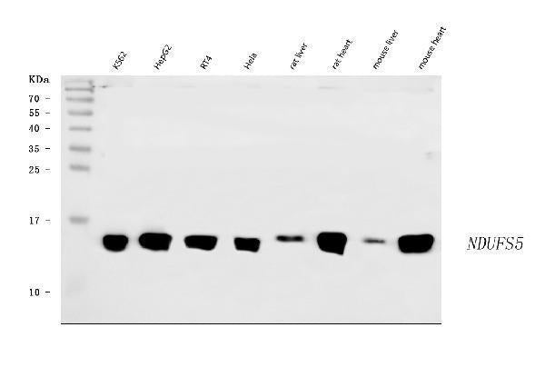 Anti-NDUFS5 Antibody Picoband®