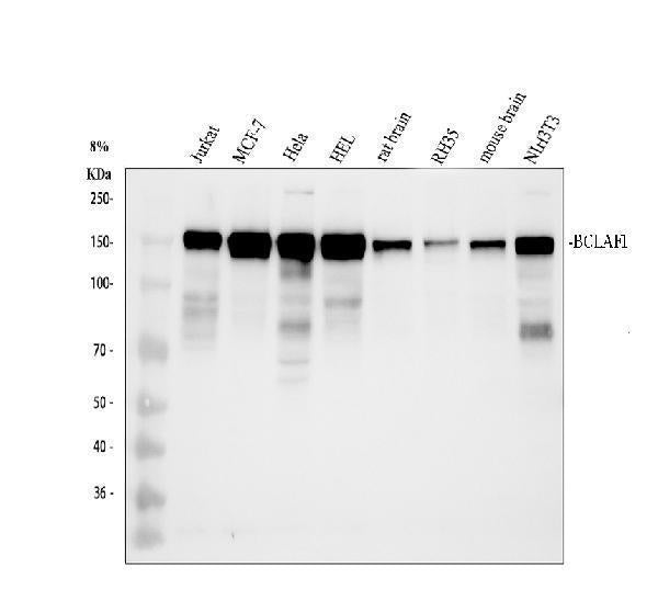 Anti-BCLAF1 Antibody Picoband®