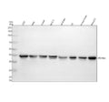 Anti-STOML2 Antibody Picoband®