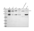 Anti-PHLPP2 Antibody Picoband®