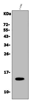 Anti-Galectin 2/LGALS2 Antibody Picoband®