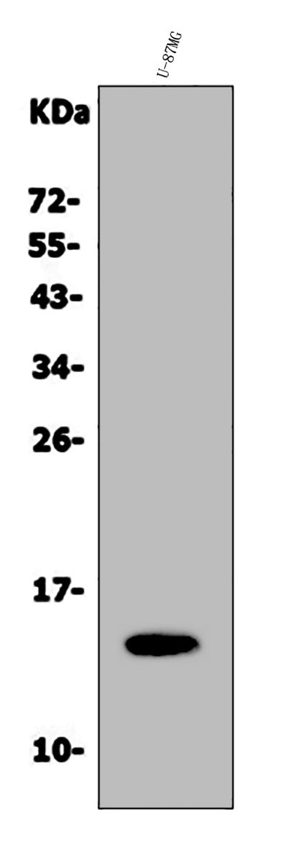 Anti-Galectin 2/LGALS2 Antibody Picoband®