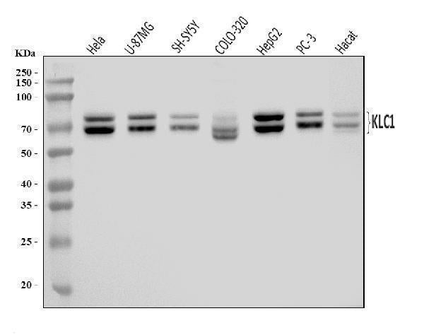 Anti-KLC1 Antibody Picoband®