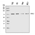 Anti-GRHL2 Antibody Picoband®