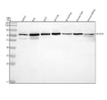 Anti-LGP2/DHX58 Antibody Picoband®