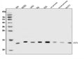 Anti-EIF1 Antibody Picoband®