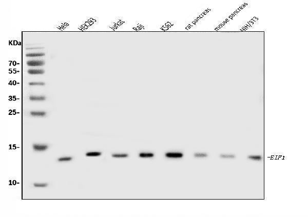 Anti-EIF1 Antibody Picoband®