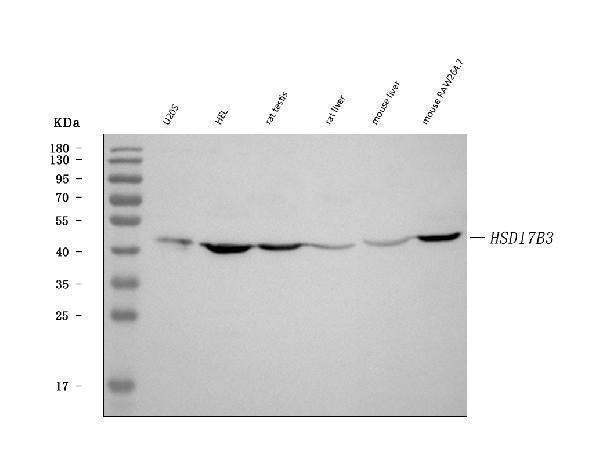 Anti-HSD17B3 Antibody Picoband®