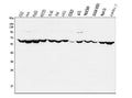 Anti-PIAS2 Antibody Picoband®