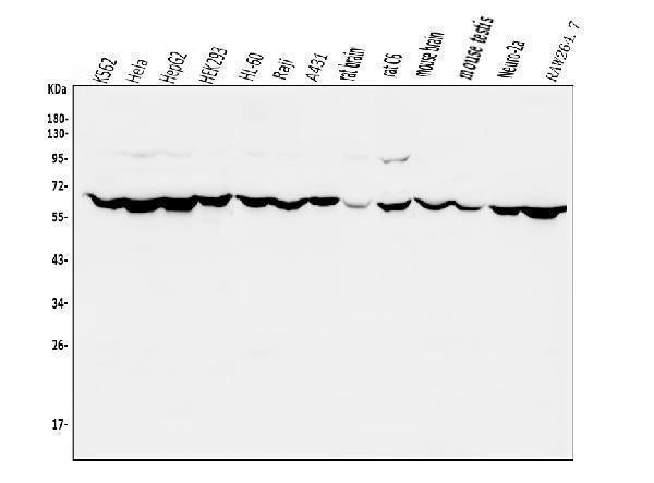 Anti-PIAS2 Antibody Picoband®