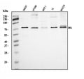Anti-SnoN/SNO/SKIL Antibody Picoband®