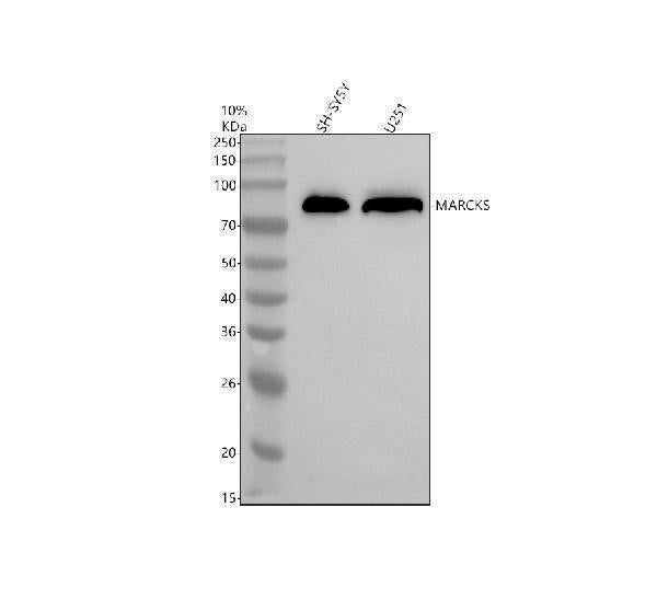 Anti-MARCKS Antibody Picoband®