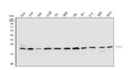 Anti-p23/PTGES3 Antibody Picoband®