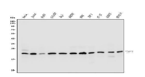 Anti-p23/PTGES3 Antibody Picoband®