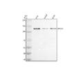 Anti-MYO1E Antibody Picoband®